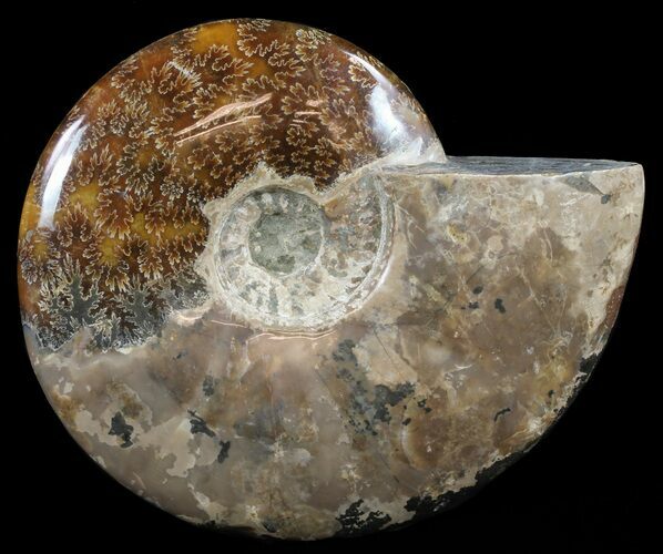 Polished, Agatized Ammonite (Cleoniceras) - Madagascar #60760